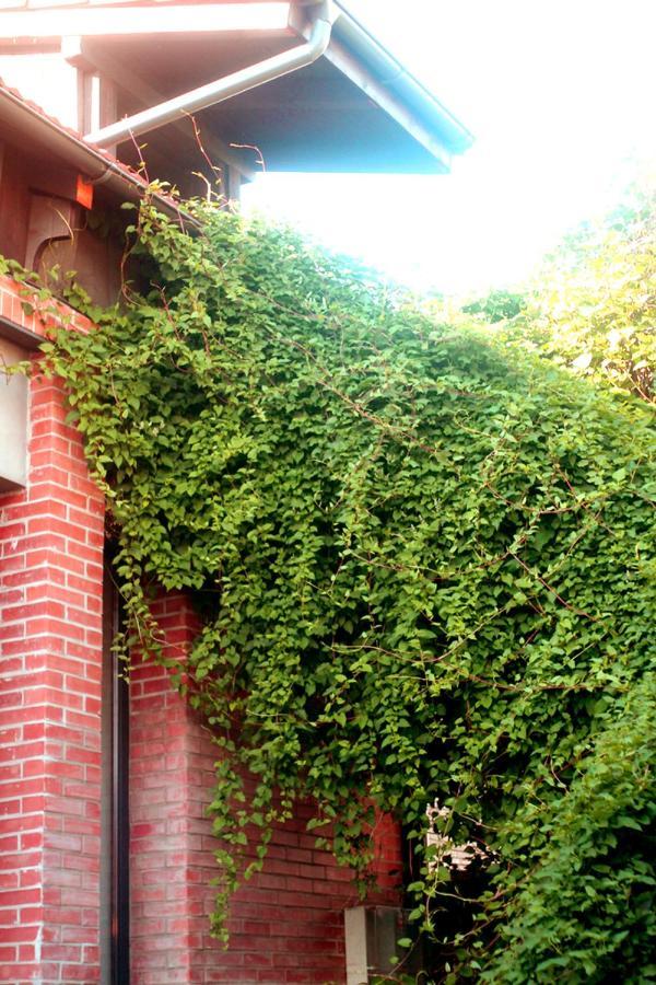 Oina Studios Cluj-Napoca Exteriör bild
